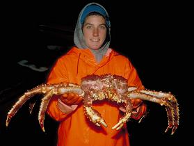 alaska-king-crab