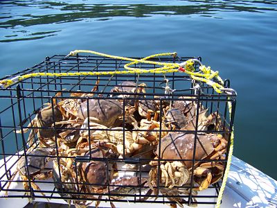 Catch Dungeness Crab