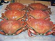 boiled-dungeness-crab