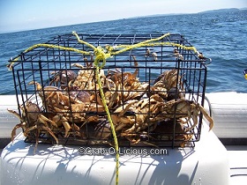 crab-pot-full-dungeness-crab