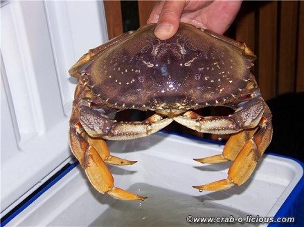 live-dungeness-crab-1
