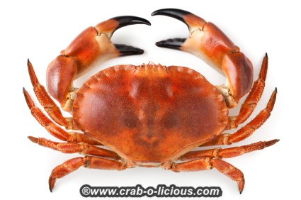 stone-crab-1
