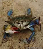 blue-crab-1