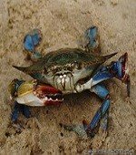 blue-crab-1