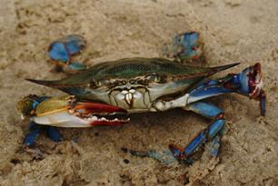 blue-crab