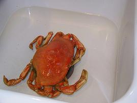 cleaning-crab