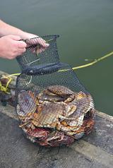full-crab-ring-nets