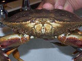 dungeness-crab-1