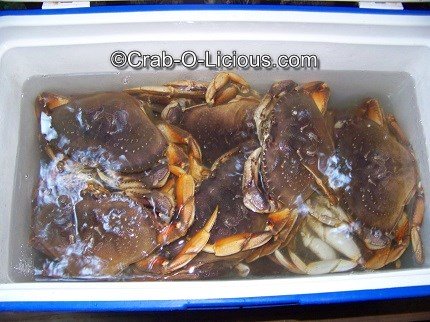 live-dungeness-crabs