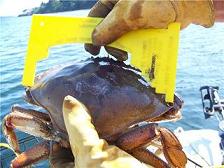 measure-dungeness-crab