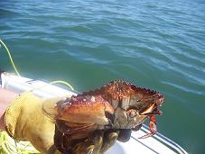 red-rock-crab-habitation