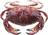 red-rock-crab