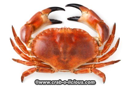 stone-crab-3